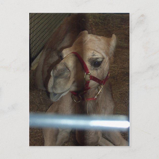 Camel Closeup, 1 Postcard (Front)