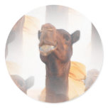 Camel Collage  Stickers