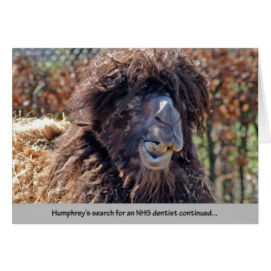 Camel Dentist (Front Horizontal)