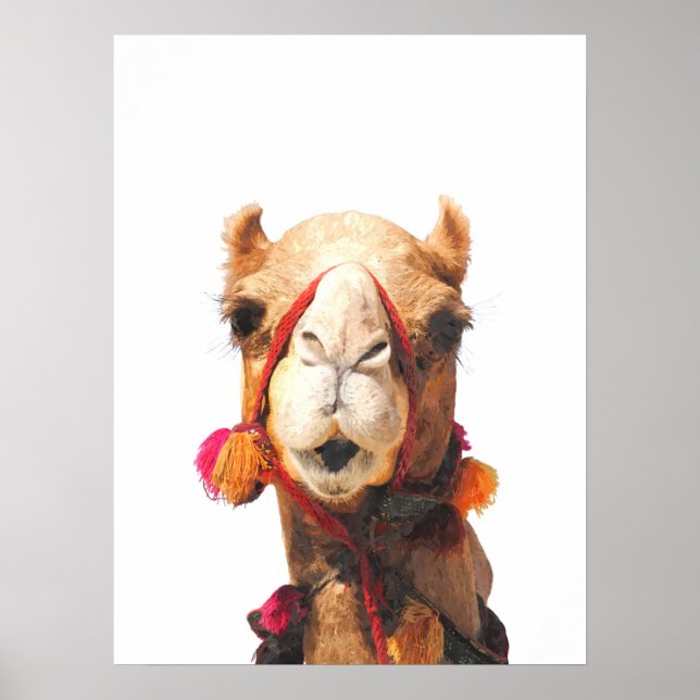 Camel desert animal portrait poster (Front)