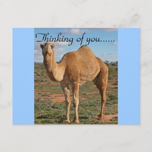 Camel Desert Destiny Zazzle Thinking of You Postcard