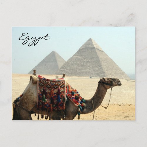 camel egypt pyramid postcard