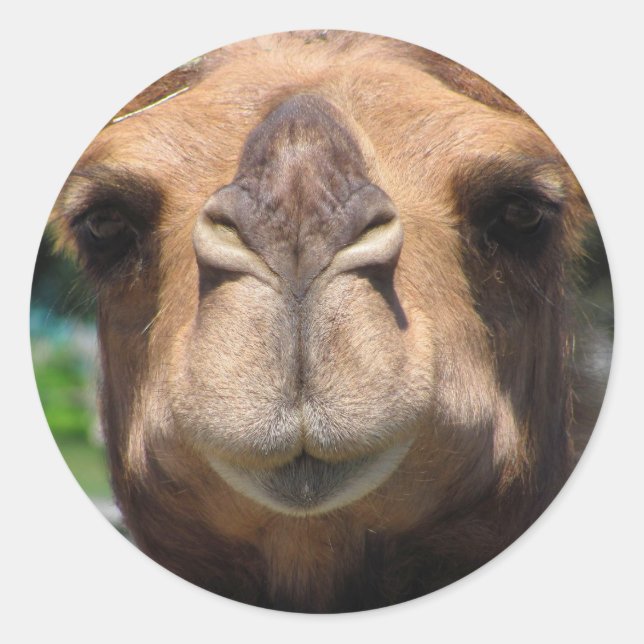 Camel Face Classic Round Sticker (Front)