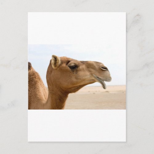 Camel face postcard