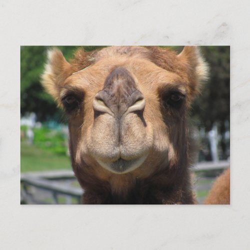 Camel Face Postcard