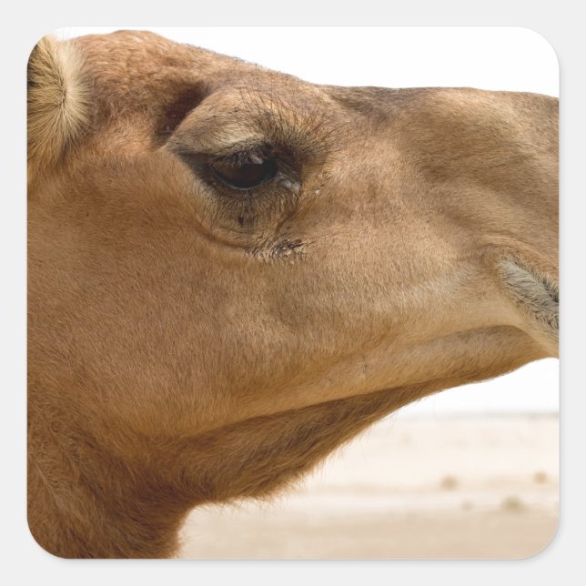 Camel face square sticker (Front)