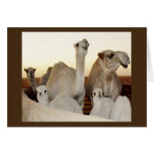 Camel Family (Front Horizontal)