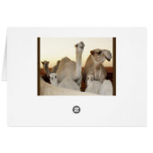 Camel Family Cards (Back Horizontal)