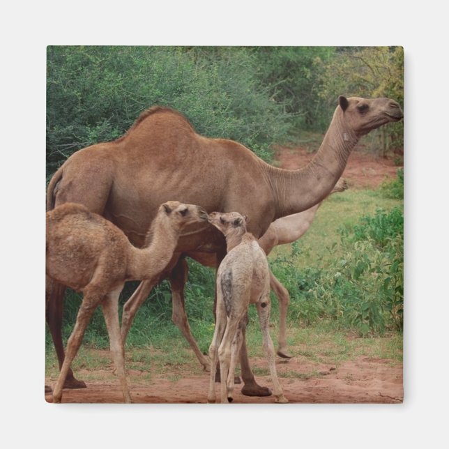 Camel Family Magnet (Front)
