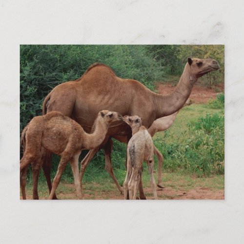 Camel Family Postcard