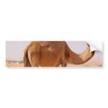 Camel for Arabs Bumper Sticker