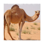 Camel for Arabs for Invitation