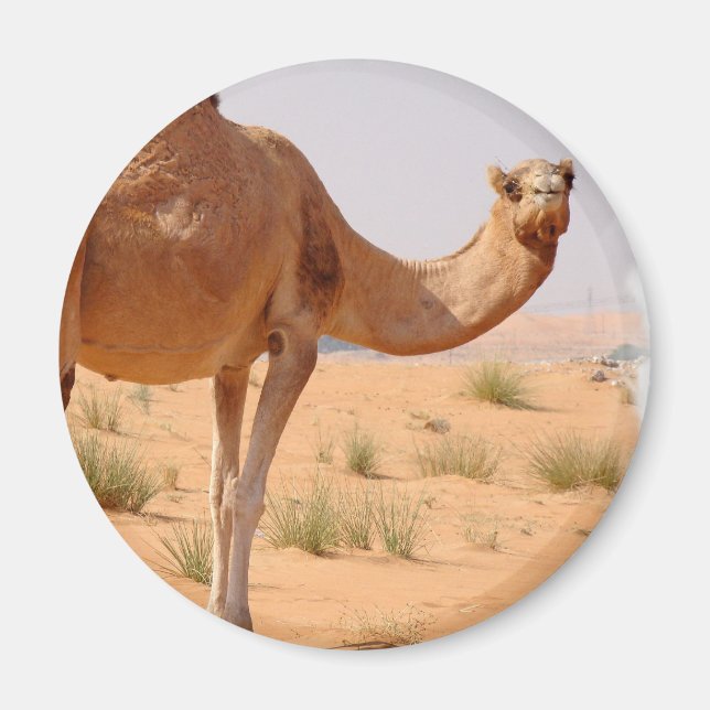 Camel for Arabs Magnet (Front)