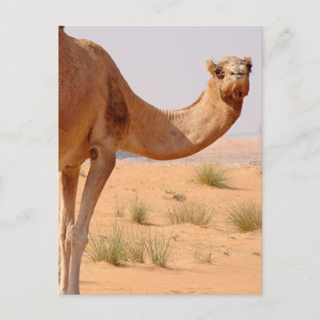 Camel for Arabs Postcard (Front)