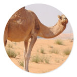Camel for Arabs Stickers