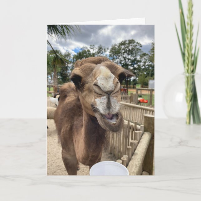 camel greeting card (hello there)  (Front)
