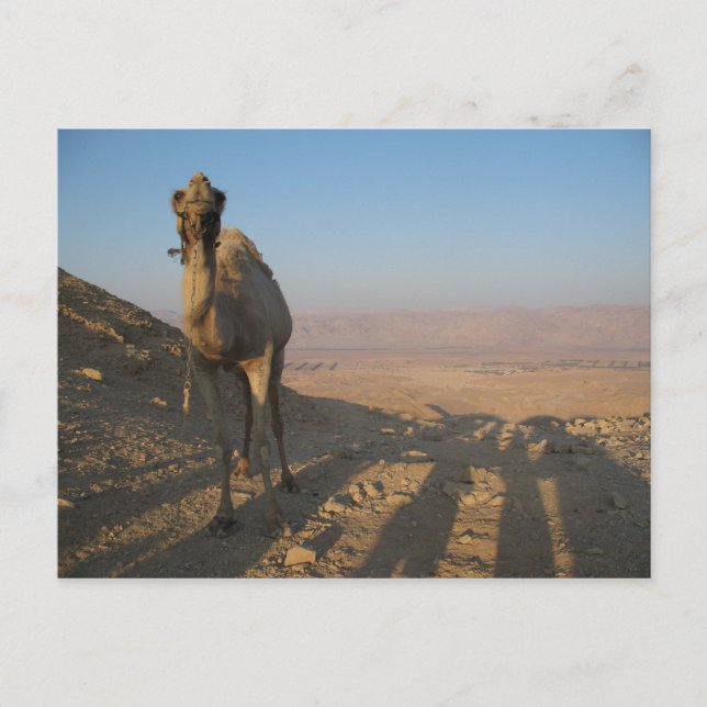 Camel in Desert Postcard (Front)