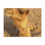 Camel in Desert Postcard
