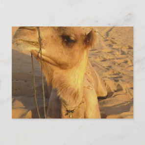 Camel in Desert Postcard