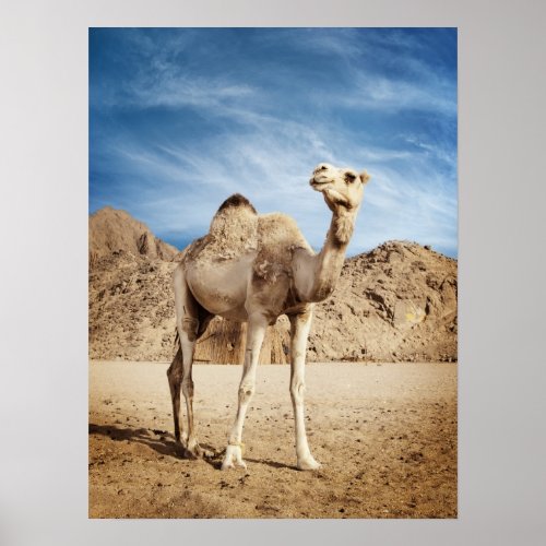 Camel in desert poster