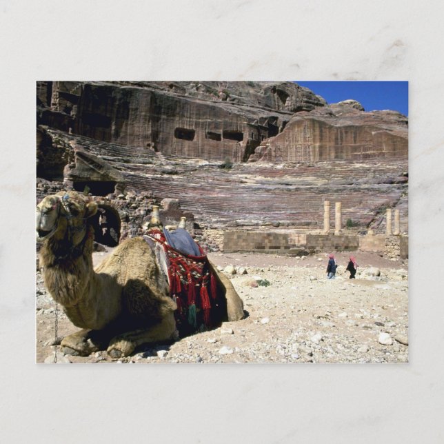 Camel in front of Roman Theater, Jordan Postcard (Front)