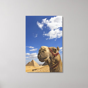 Camel in front of the pyramids of Giza, Egypt, Canvas Print