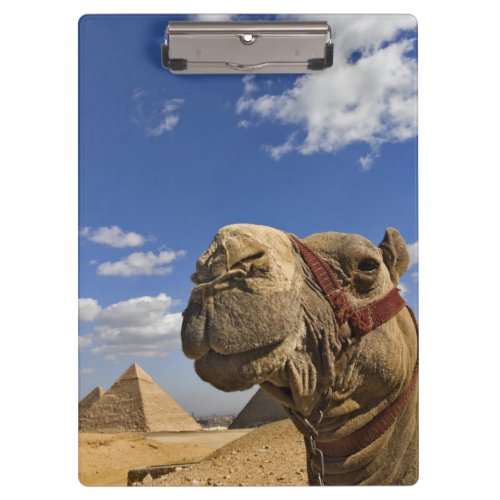 Camel in front of the pyramids of Giza Egypt Clipboard