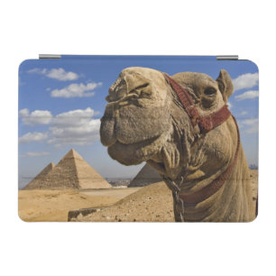 Camel in front of the pyramids of Giza, Egypt, iPad Mini Cover