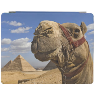 Camel in front of the pyramids of Giza, Egypt, iPad Smart Cover