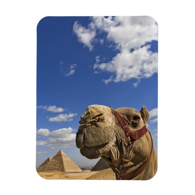 Camel in front of the pyramids of Giza, Egypt, Magnet (Vertical)