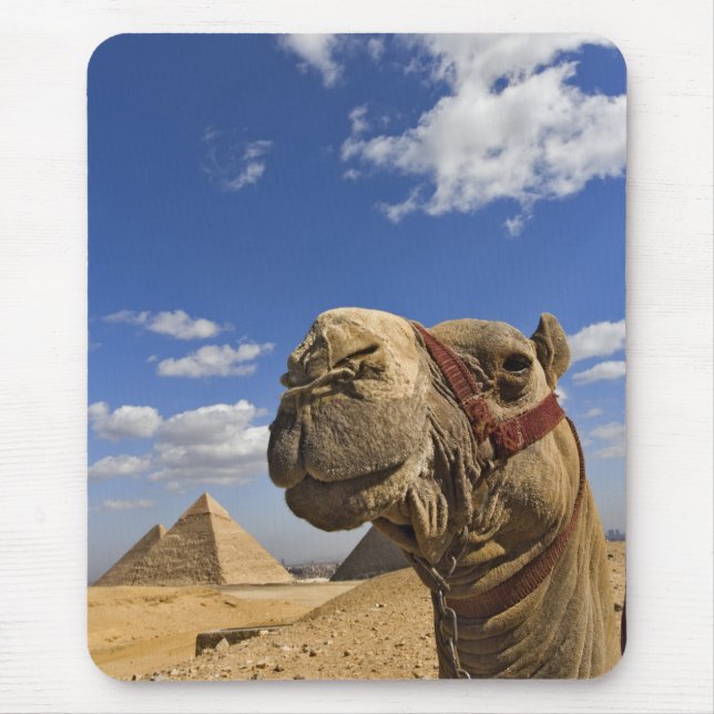Camel in front of the pyramids of Giza, Egypt, Mouse Pad (Front)