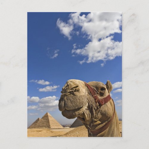 Camel in front of the pyramids of Giza Egypt Postcard