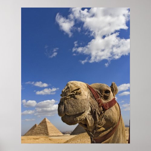 Camel in front of the pyramids of Giza Egypt Poster