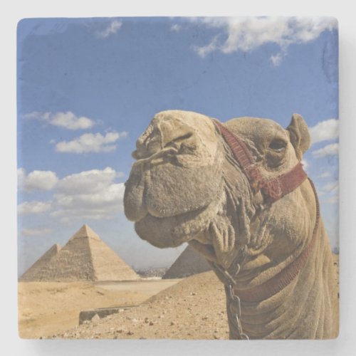 Camel in front of the pyramids of Giza Egypt Stone Coaster