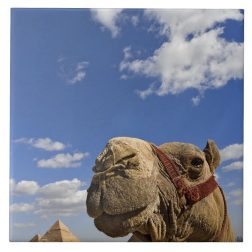 Camel in front of the pyramids of Giza Egypt Tile