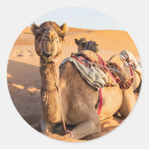 Camel in Oman desert Classic Round Sticker