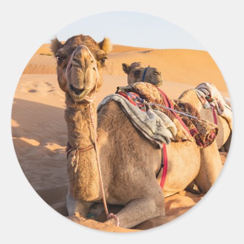 Camel in Oman desert Classic Round Sticker