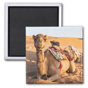 Camel in Oman desert Magnet
