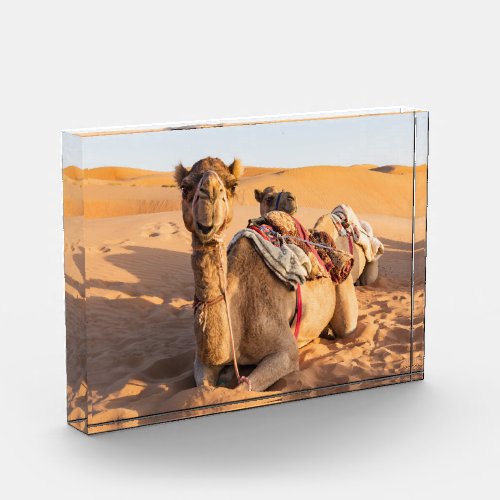 Camel in Oman desert Photo Block