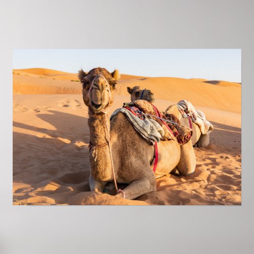 Camel in Oman desert Poster