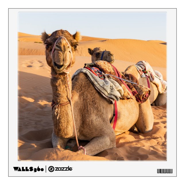 Camel in Oman desert Wall Decal (Front)