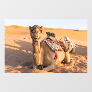 Camel in Oman desert Window Cling