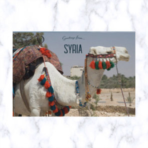 Camel in Syria Postcard