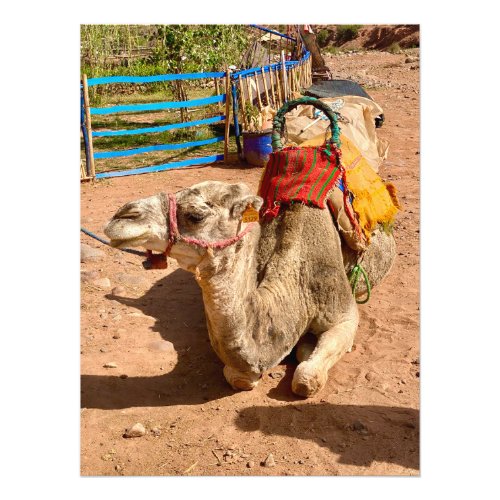 Camel in the Atlas Mountains Morocco Photo Print
