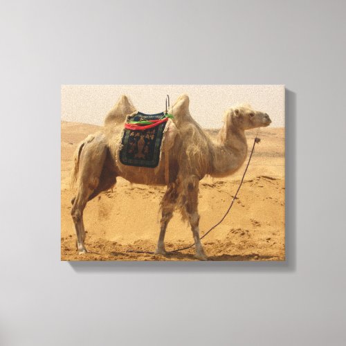 Camel in the desert canvas print