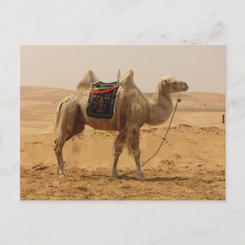 Camel in the desert postcard