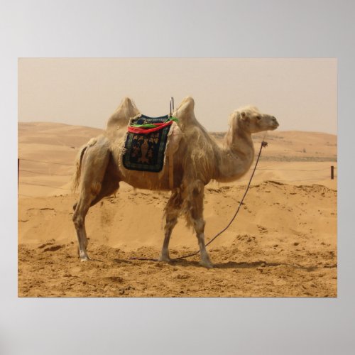 Camel in the desert poster