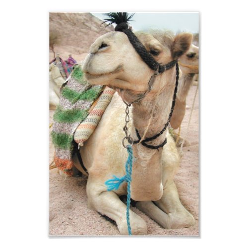 Camel in the Desert Poster