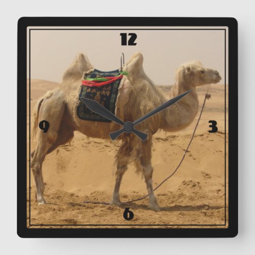 Camel in the desert square wall clock