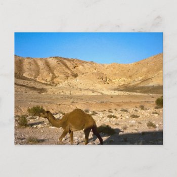 Camel In The Judean Desert Postcard by allchristian at Zazzle